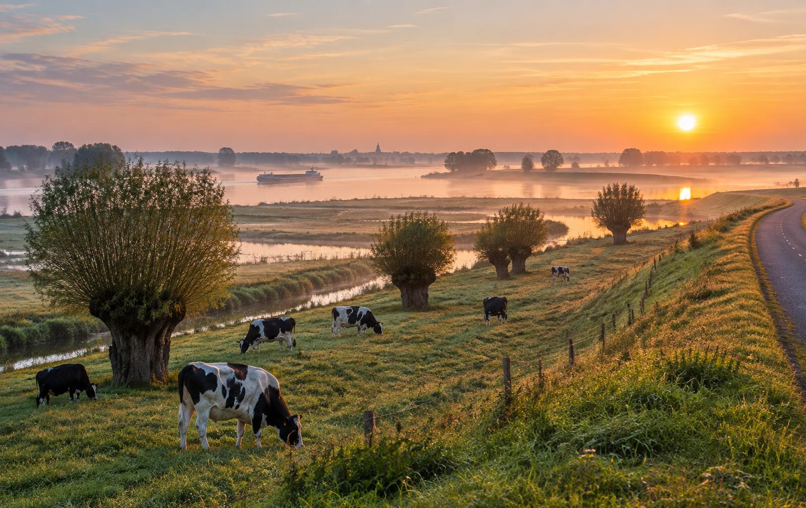 Uiterwaarden van de Nederrijn bij zonsopgang met grazende koeien, knotwilgen, een dijkweg en een binnenvaartschip in de ochtendnevel.