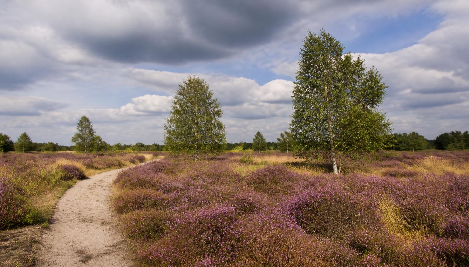 Zandpad door uitgestrekte paarse heide met losse berken onder een wolkenlucht.