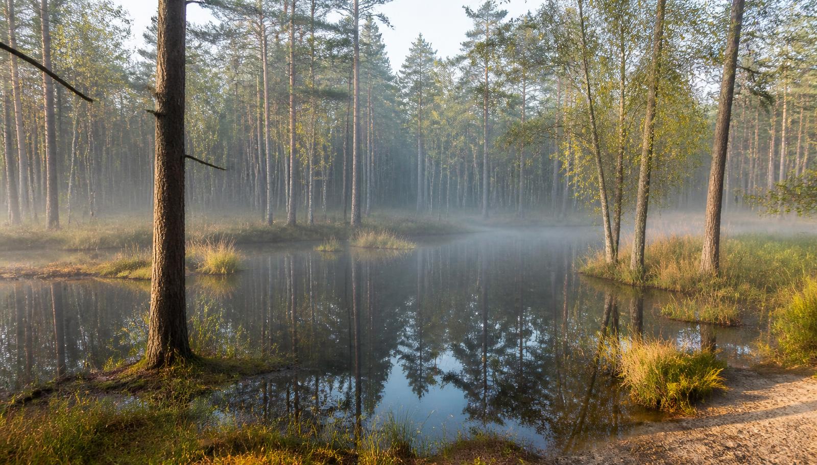Stil bosven met donker water tussen slanke naaldbomen en berken in ochtendmist.