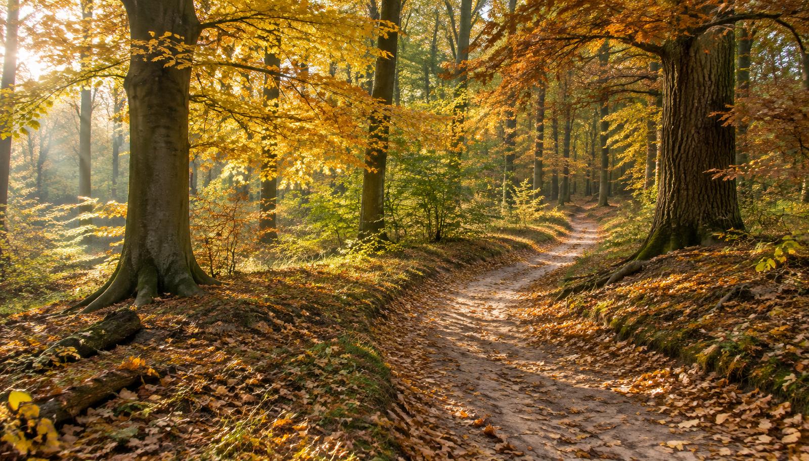 Zandpad door een herfstig beukenbos met goudgele bladeren in zacht ochtendlicht.