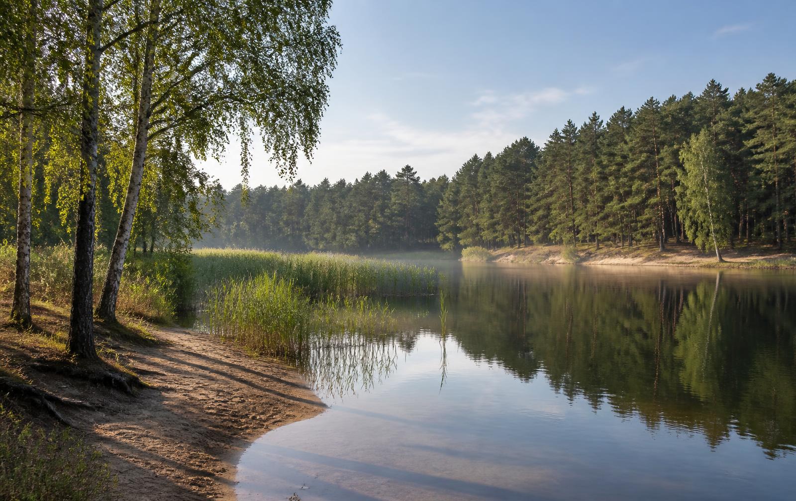 Stil bosmeer met rietkragen, een zandstrandje en berken op de oever, met naaldbos op de achtergrond in ochtendlicht.