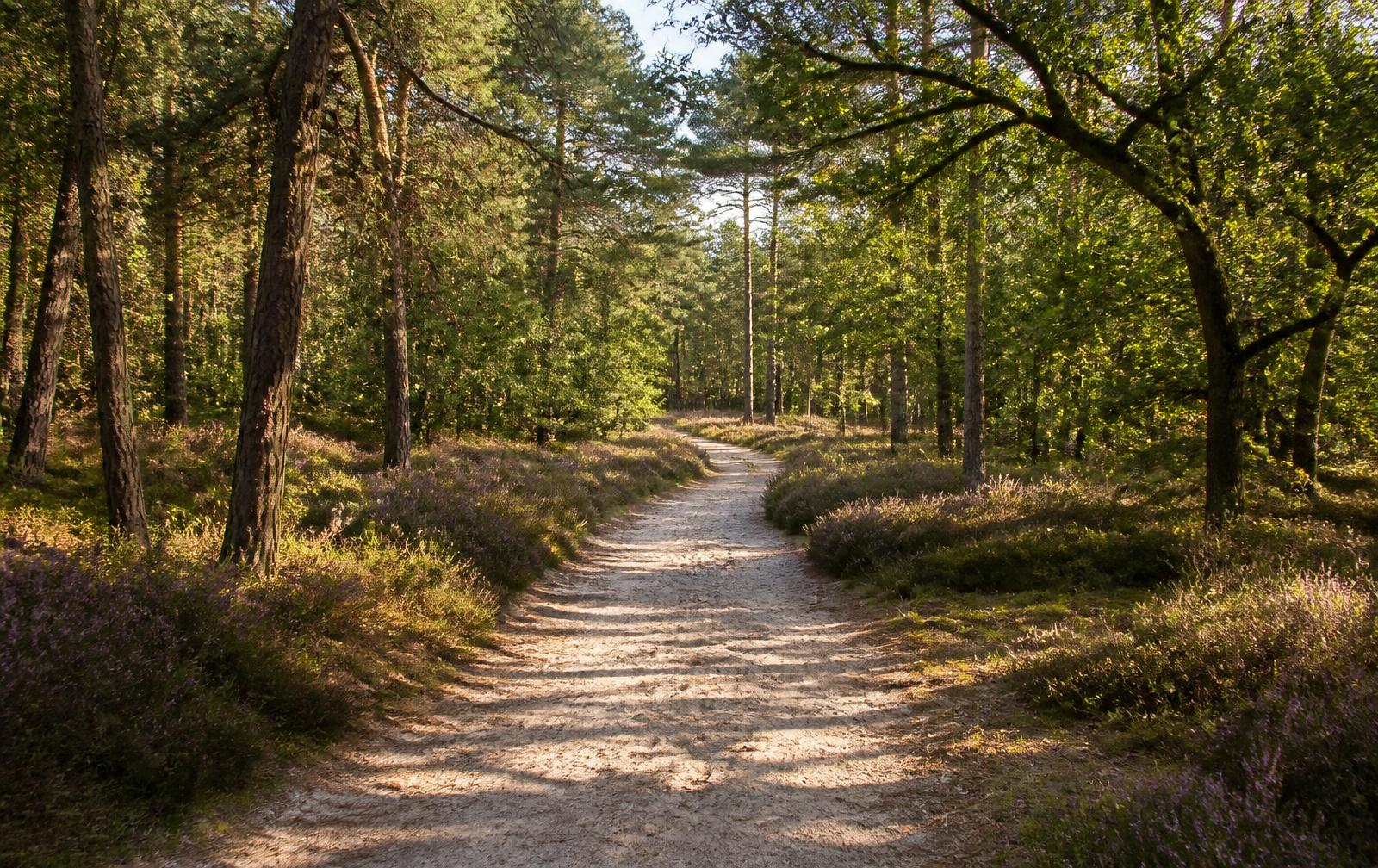 Breed zandpad door gemengd naald- en loofbos met bloeiende struikhei langs de bermen in de Peel.