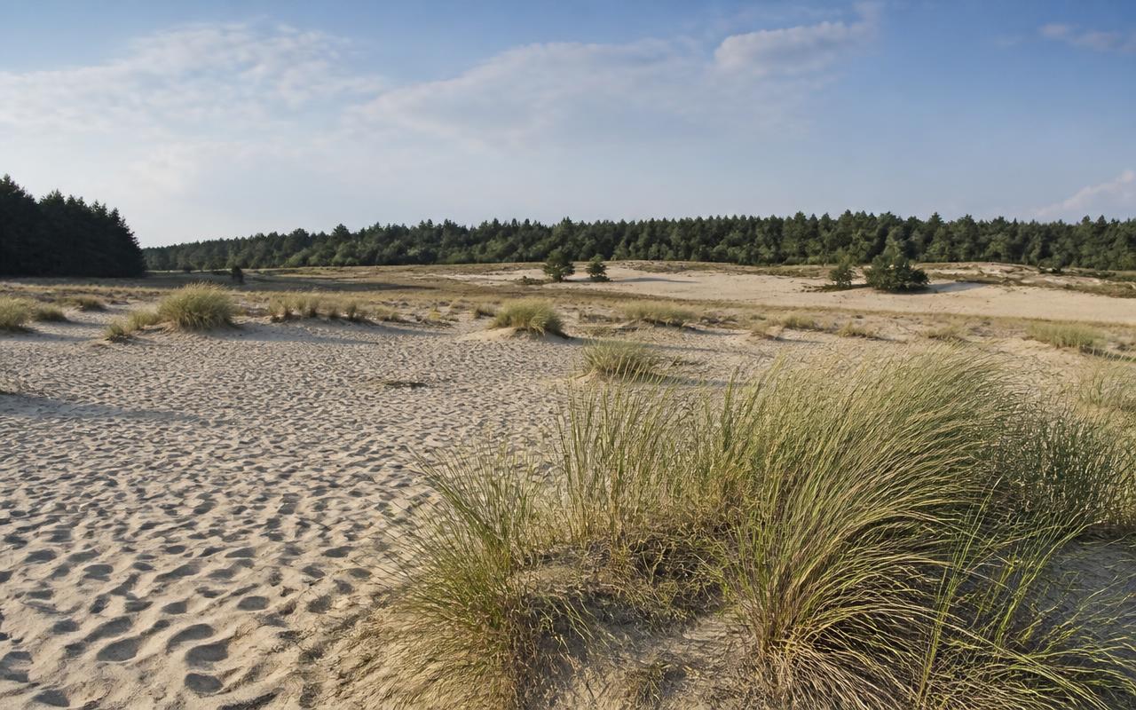 Zandverstuiving met vergraste duinen en pijnbos aan de horizon in het Drents-Friese Wold bij Appelscha.