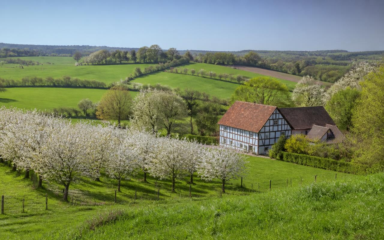 Groene heuvels met houtkanten, een vakwerkboerderij en bloeiende boomgaard in het Zuid-Limburgse heuvelland.