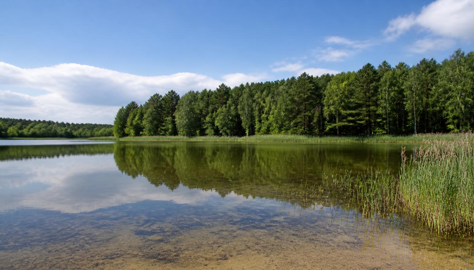 Heldere Drentse plas met rietkragen langs de oever en een rand van naald- en berkenbos aan de overkant.