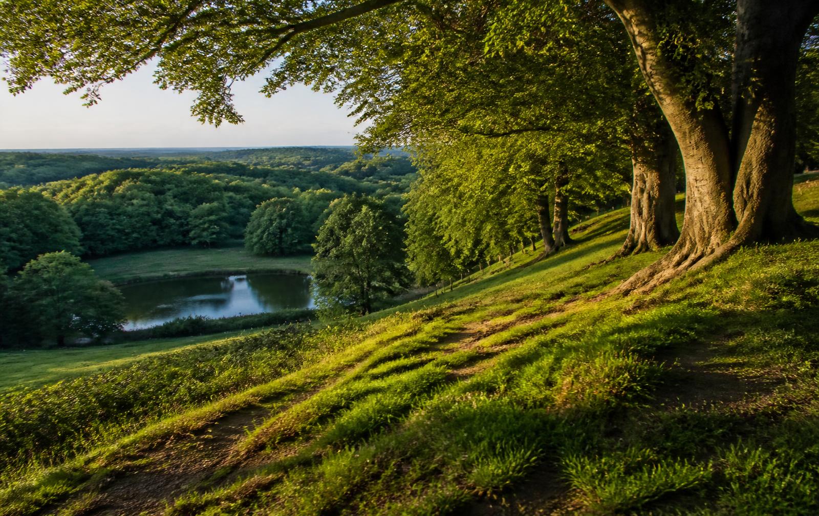 Groene heuvelrug in het Montferland met oude beuken op de flank en een klein bosmeer in de vallei in avondlicht.