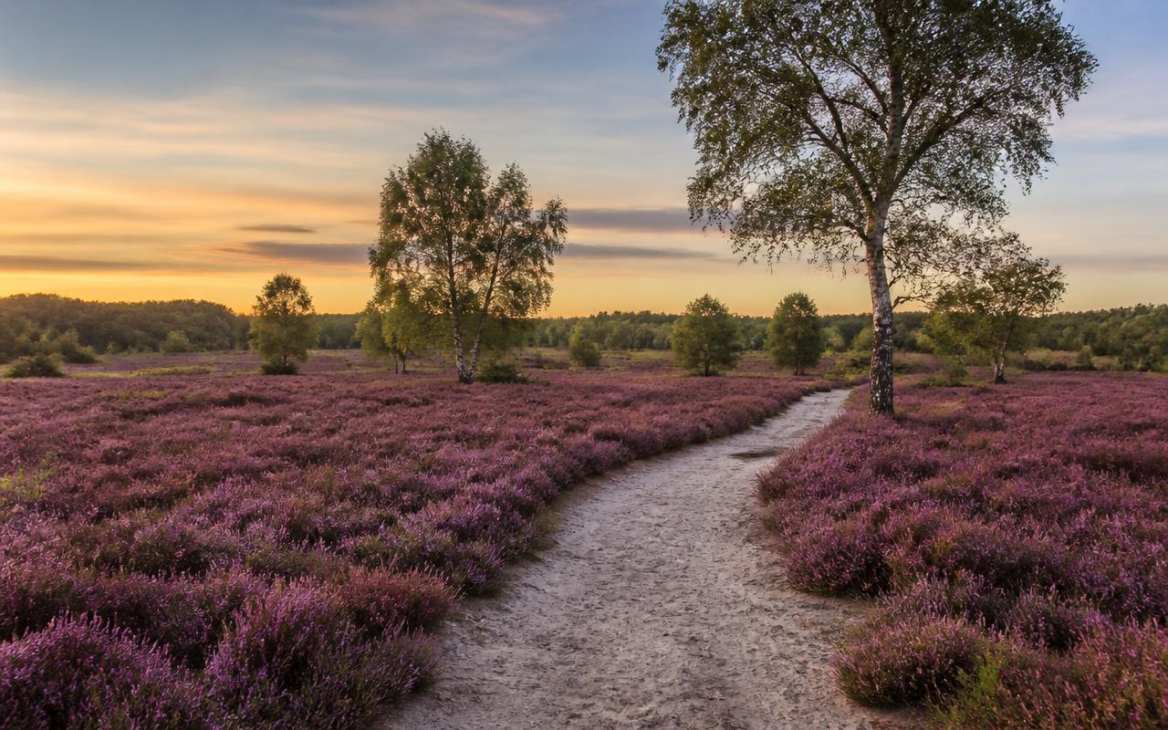 Bloeiende paarse heide met een zandpad en verspreide bomen in Drenthe bij avondlicht.