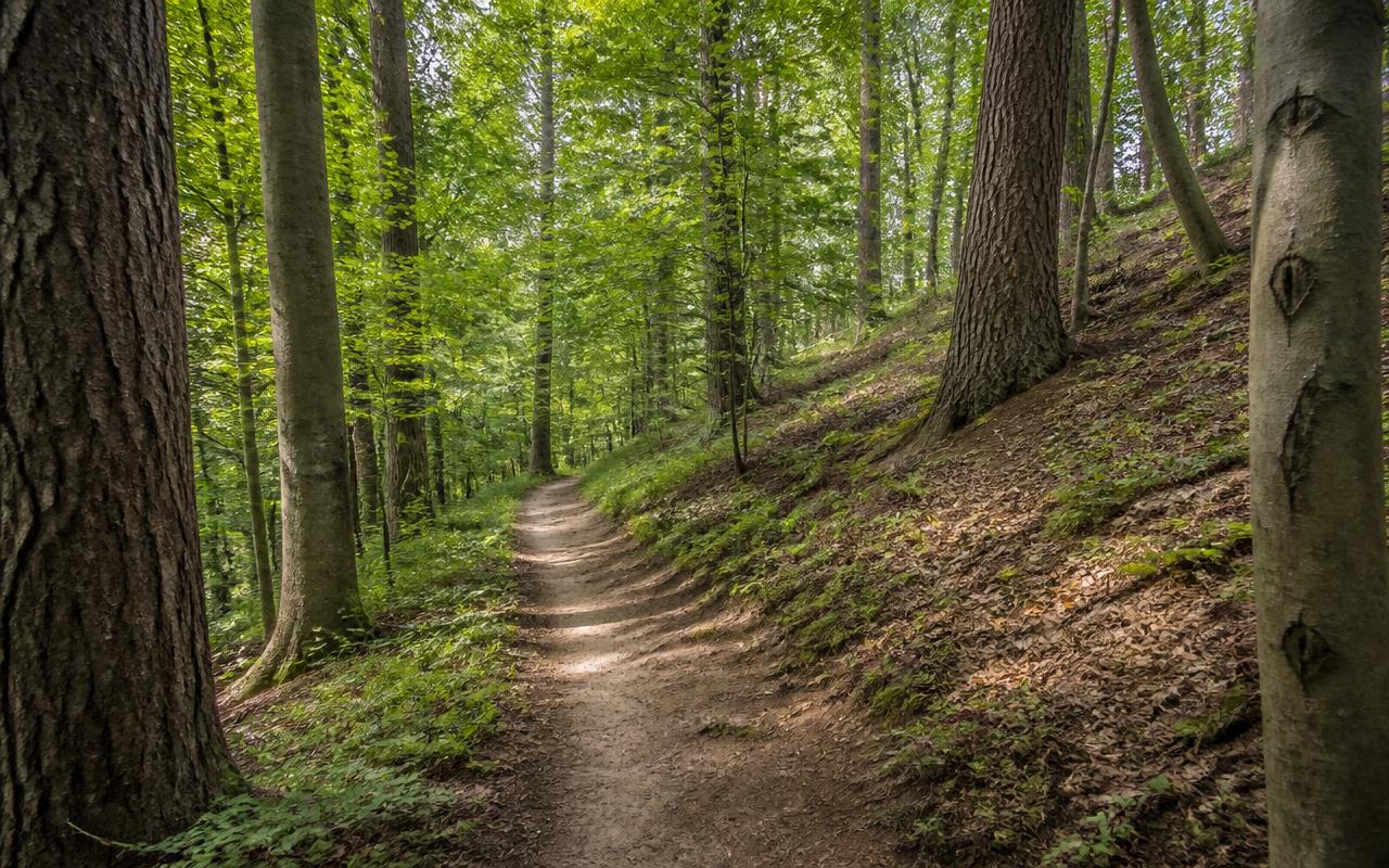 Gemengd pijn- en beukenbos met een zandpad op een lichte helling in het Maasdal bij Reuver in Midden-Limburg.