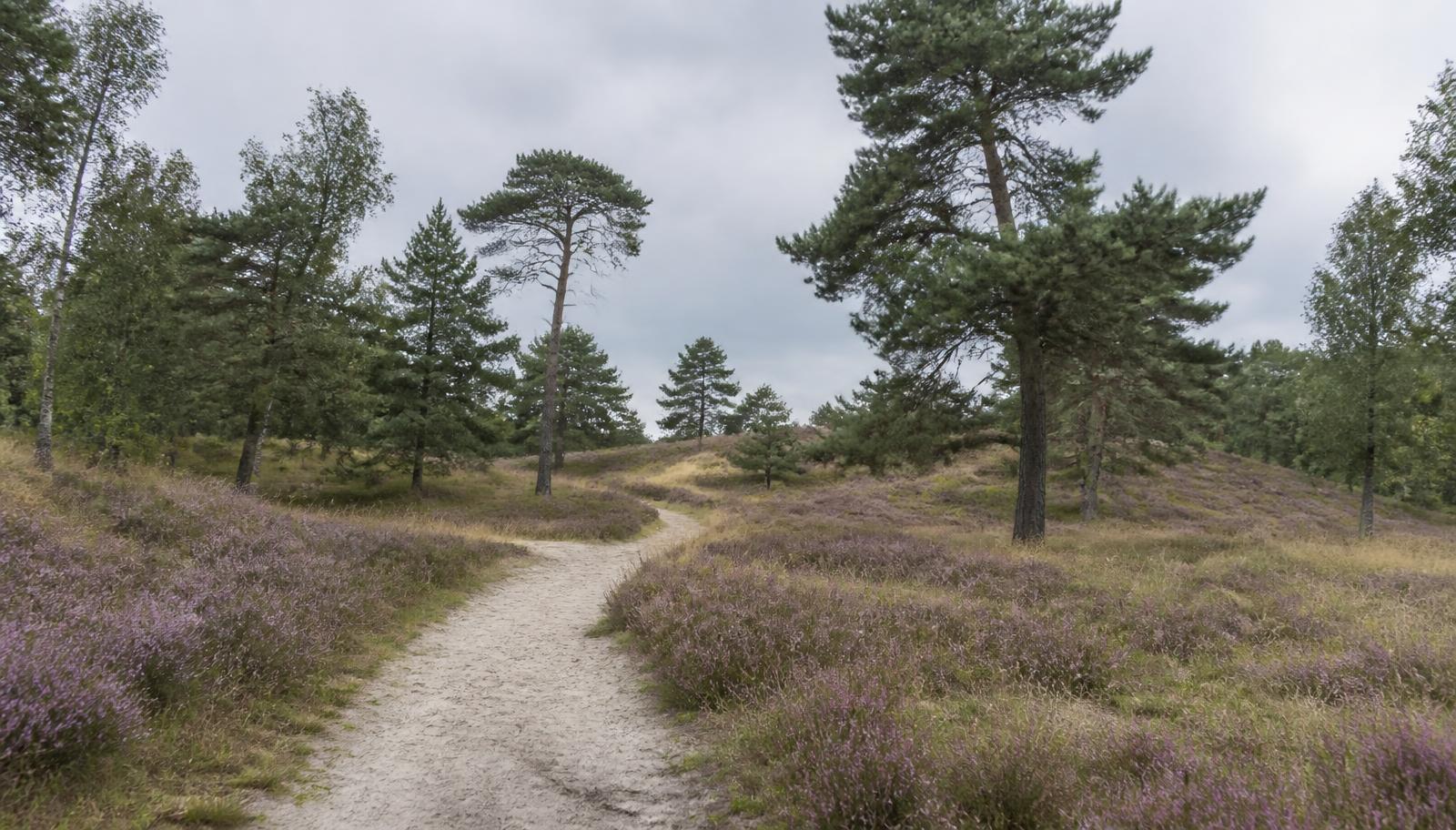 Zandpad door paarse heide met vliegdennen en berken op een licht hellend terras.
