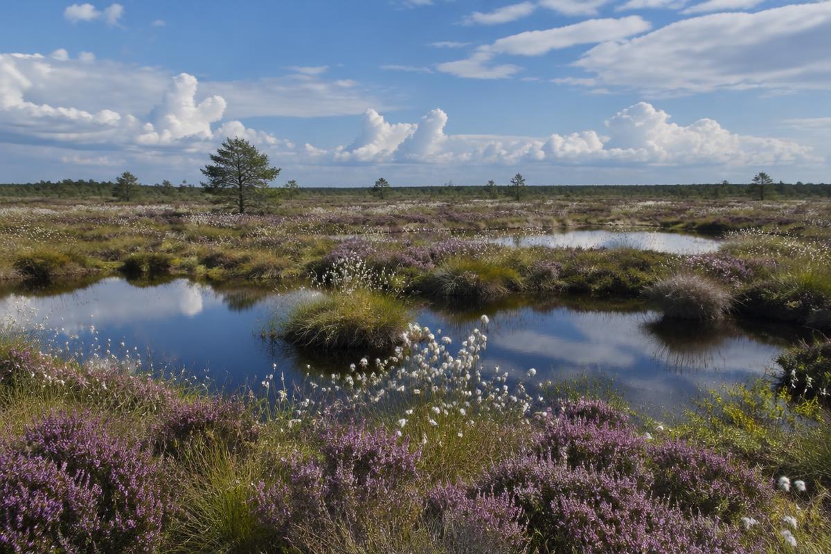 Hoogveen met paarse heide, wit wollegras en donkere waterpoelen onder een wijde blauwe lucht met stapelwolken.