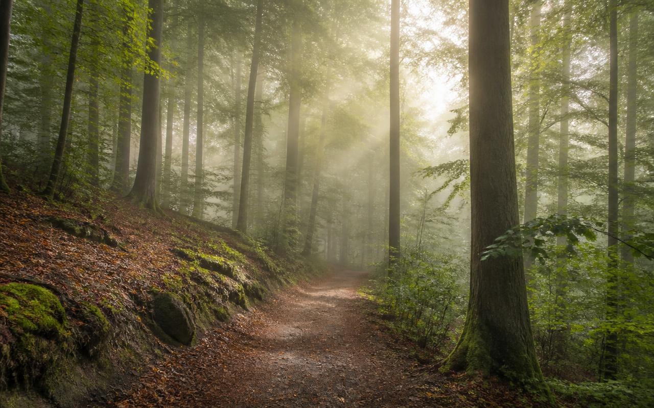 Beukenbos met ochtendmist en een bospad in de Ardennen bij Saint-Hubert.