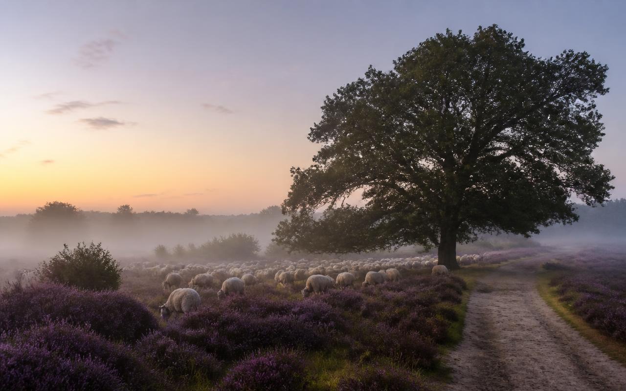 Bloeiende paarse heide met grazende schapen, een oude eik en een zandpad in de ochtendnevel op de Veluwe bij Epe.