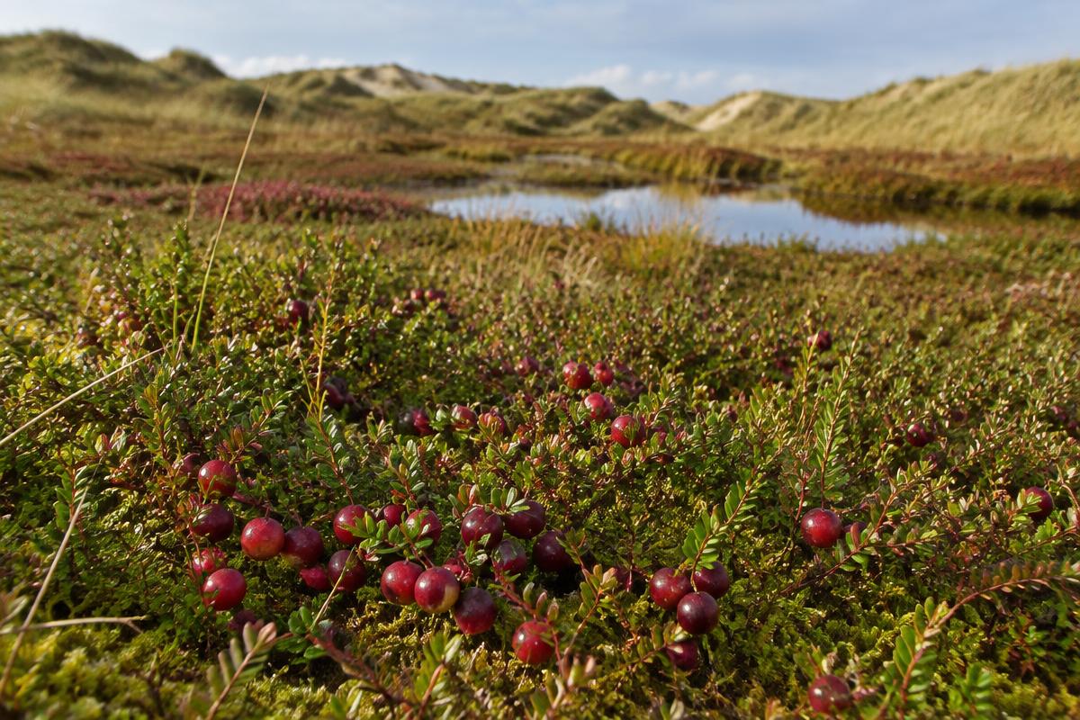 Rijpe rode cranberries tussen laag groen struikgewas in een natte duinvallei met een klein meertje en duinen op de achtergrond.