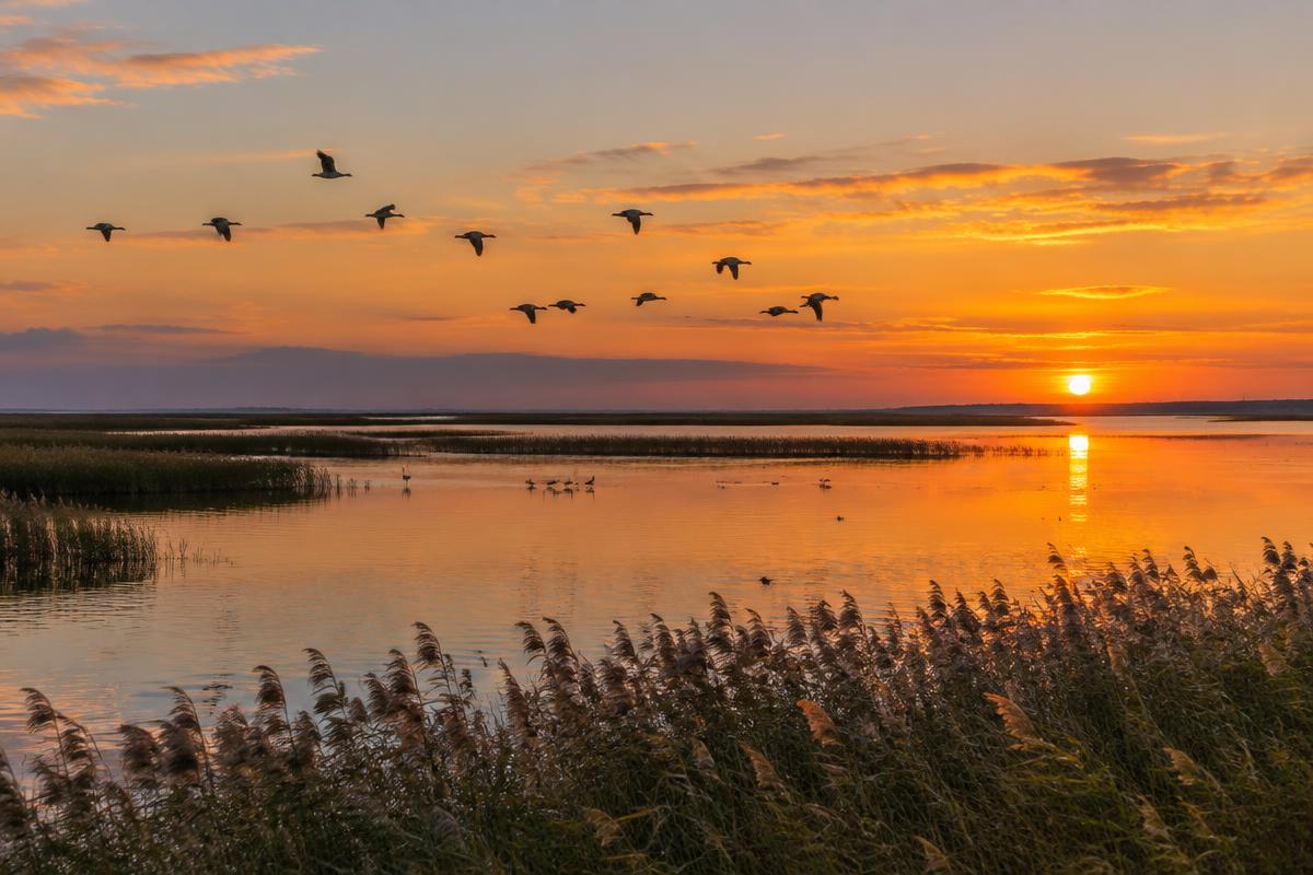 Ganzen vliegen bij zonsondergang over rietlanden en ondiep water van de Ringkøbing Fjord