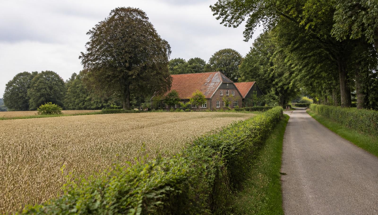 Smalle landweg langs een korenveld en beukenlaan met een oude Twentse boerderij achter een haag.