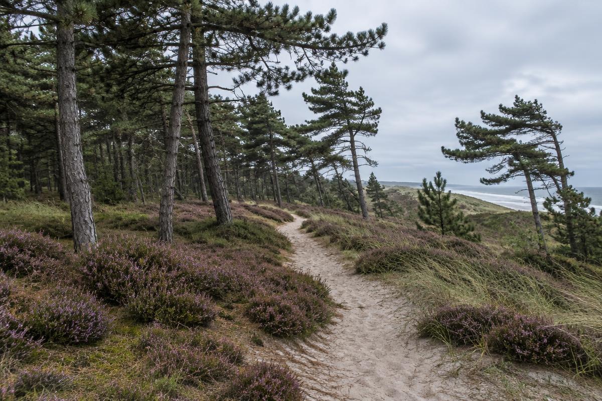 Zandpad tussen dennen en bloeiende heide in een duinplantage aan de kust van Noord-Jutland