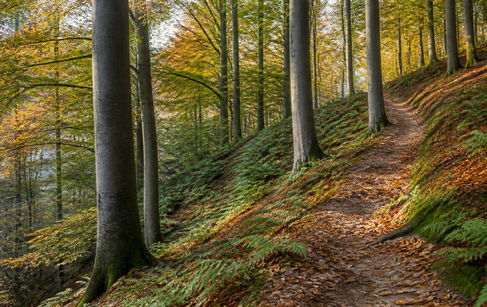 Steile bosflank van de Utrechtse Heuvelrug met hoge beukenstammen, varens en een zandpad dat omhoog klimt in herfstlicht.