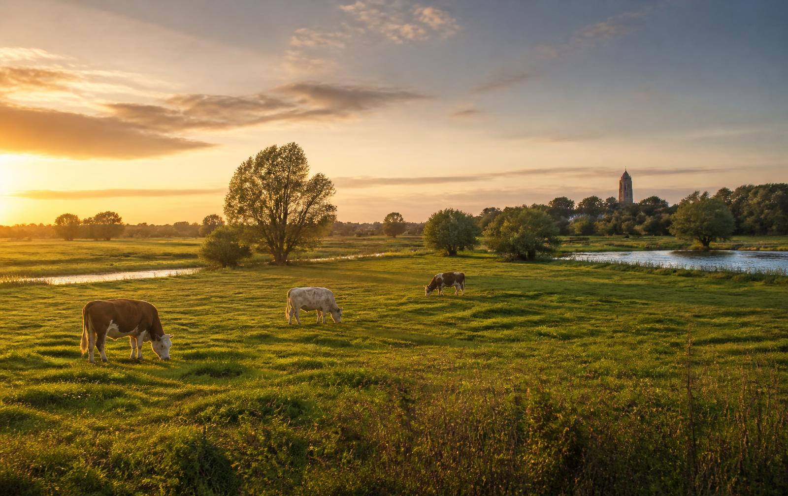 Uiterwaarden van de Nederrijn bij Rhenen met grazende koeien, wilgen en een kerktoren aan de horizon bij zonsondergang.