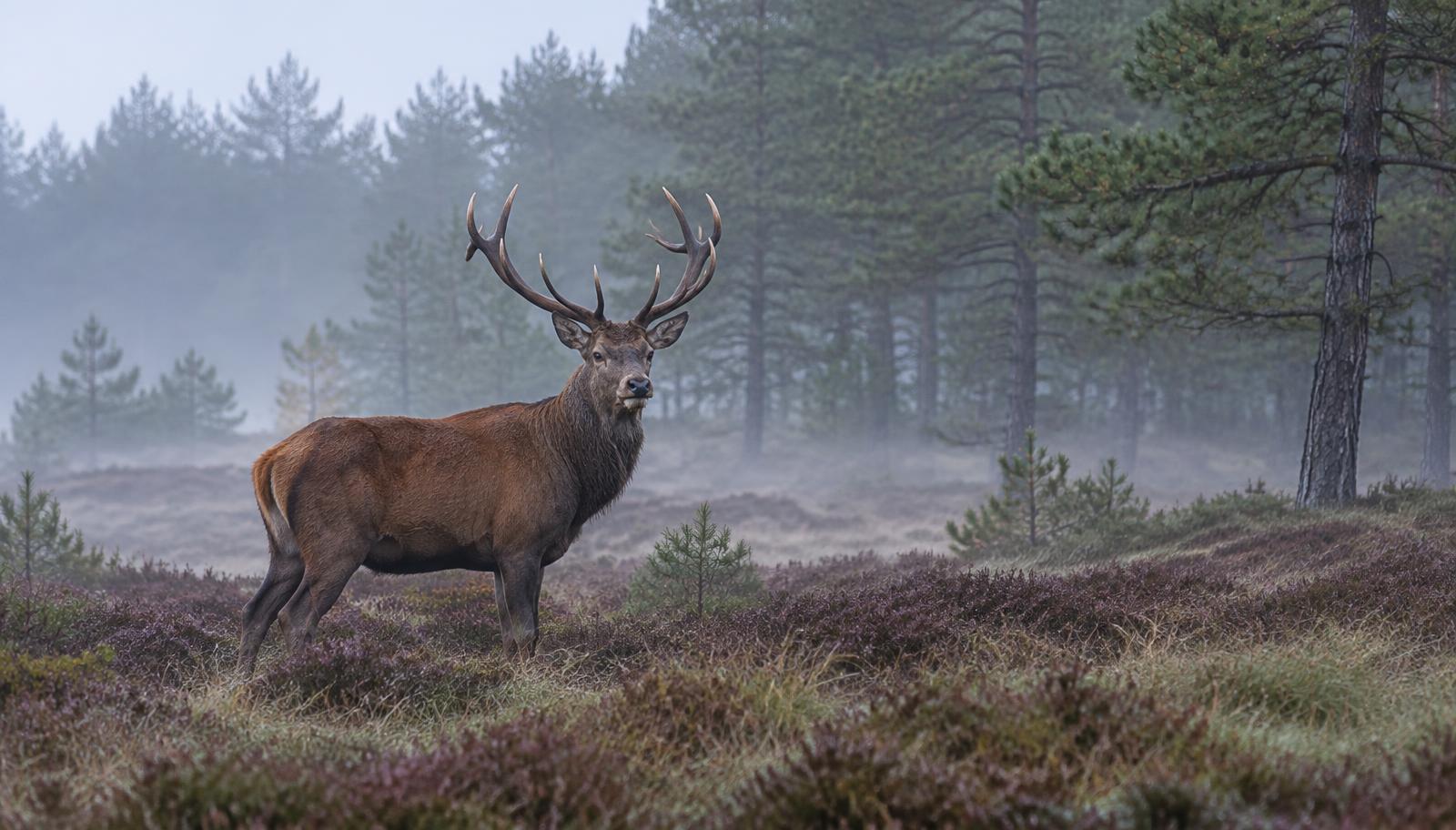 Edelhert op een heideveld in een mistig dennenbos in West-Jutland