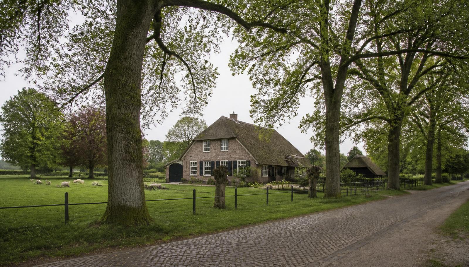 Drents brinkdorp met oude eiken, een schapenweide en een boerderij met rieten dak langs een keiweg.