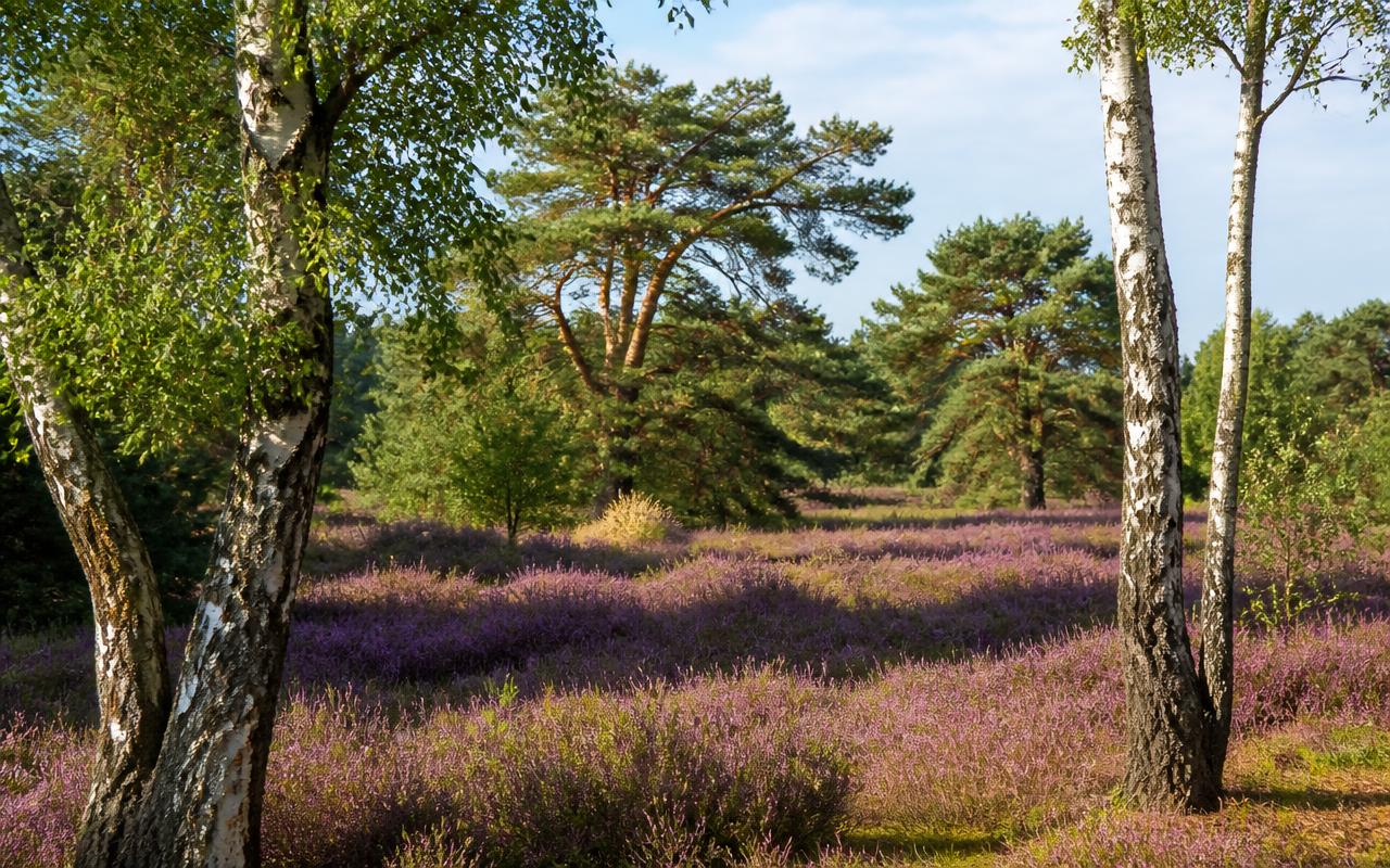 Paarse heide tussen berken en vliegdennen in de Hoge Kempen bij Zutendaal.